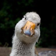 Goosь_lapchatый