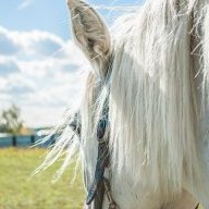 caballo gris