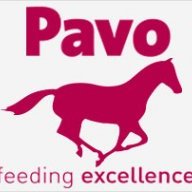 Pavo