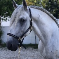 Lusitano_Portugal