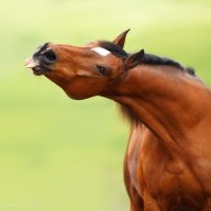 ~Конёк Рагнарёк~