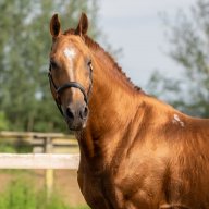 Golden_Horse