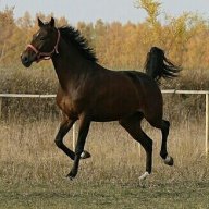 Полишка