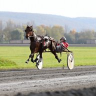 Лучшие рысаки Европы!