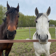 Алика Романова