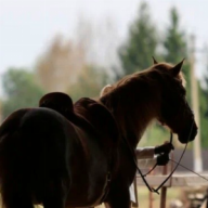 Alltheprettyhorses