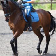 Horse_Love