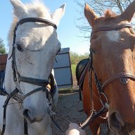 солевой пони