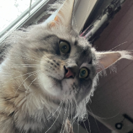 Стефания horse