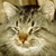 котенок