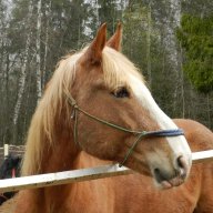 Ernesta