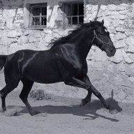 Goldi.01