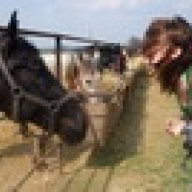 Danielle.trot