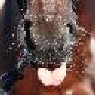 application (bodrec95)