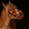 Dappled Pony