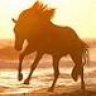Dressageman