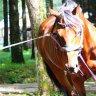 Mini_horse
