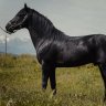 какую породу лошади выбрать для себя. 148930. какую породу лошади выбрать для себя фото. какую породу лошади выбрать для себя-148930. картинка какую породу лошади выбрать для себя. картинка 148930. Мы расскажем о нескольких породах лошадей, которые лучше всего подходят для новичков.