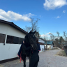 EvangelinaHorses