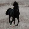 alrinrum