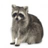 Racoon