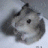 Hamster