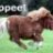 ponyz