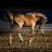 HorseVet