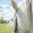 caballo gris