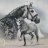 ElviDressage