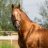 Golden_Horse