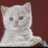 kitte