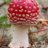 amanita