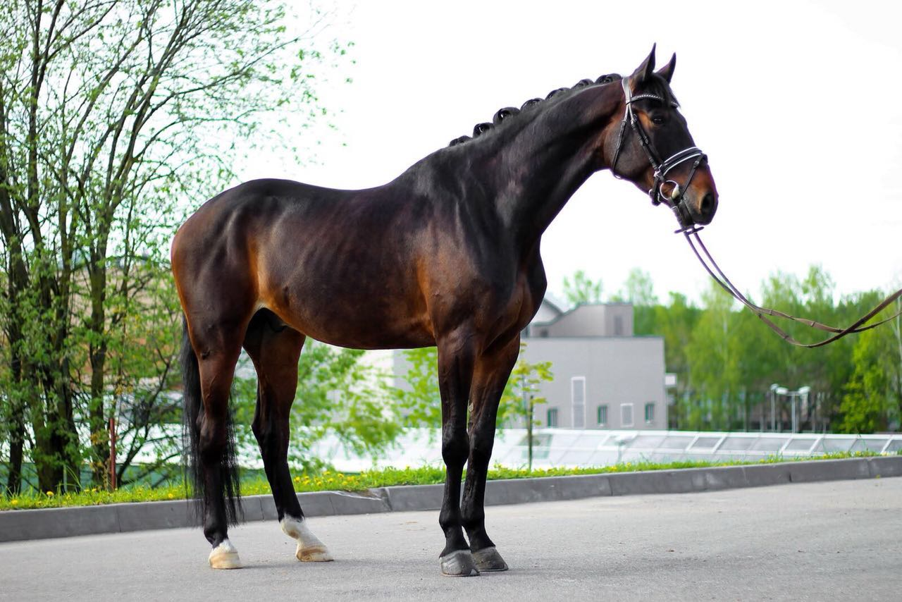 Мерин это конь. Ольденбургская порода лошадей. Ольденбургская лошадь экстерьер. KWPN Пегий. Ольденбургская лошадь гнедая.