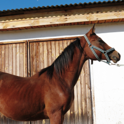 авито лошади астраханская