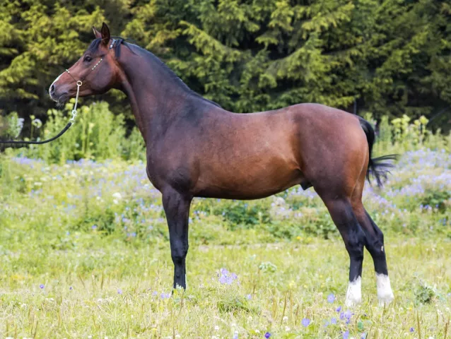 Чистокровная арабская лошадь 5. Лошадь ростом 153. Выздка лошади. Конезавод Новотомниково продажа лошадей.