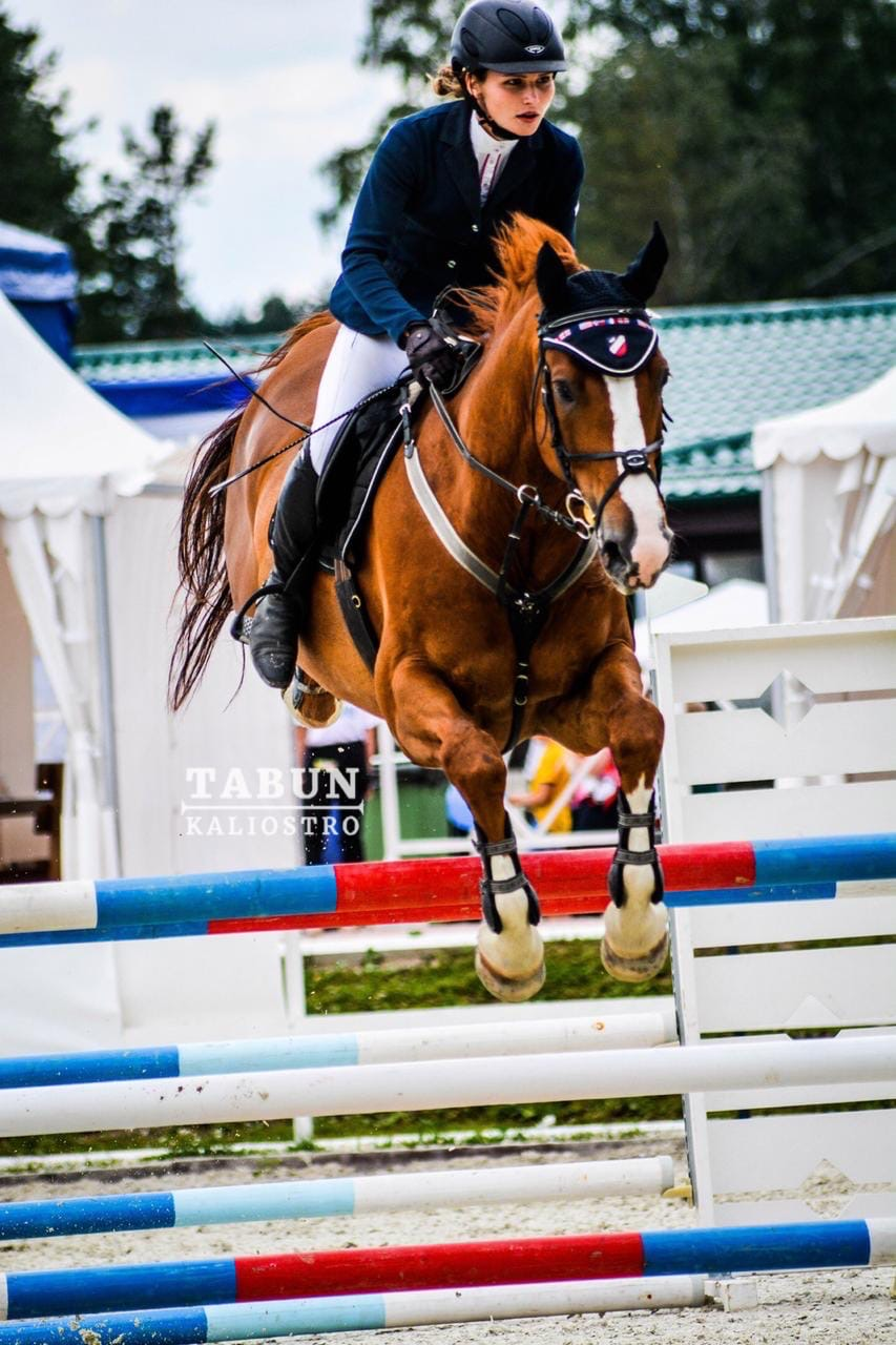 Продажа лошадей, Статный ганноверский мерин в конкур! Прыгает на ...