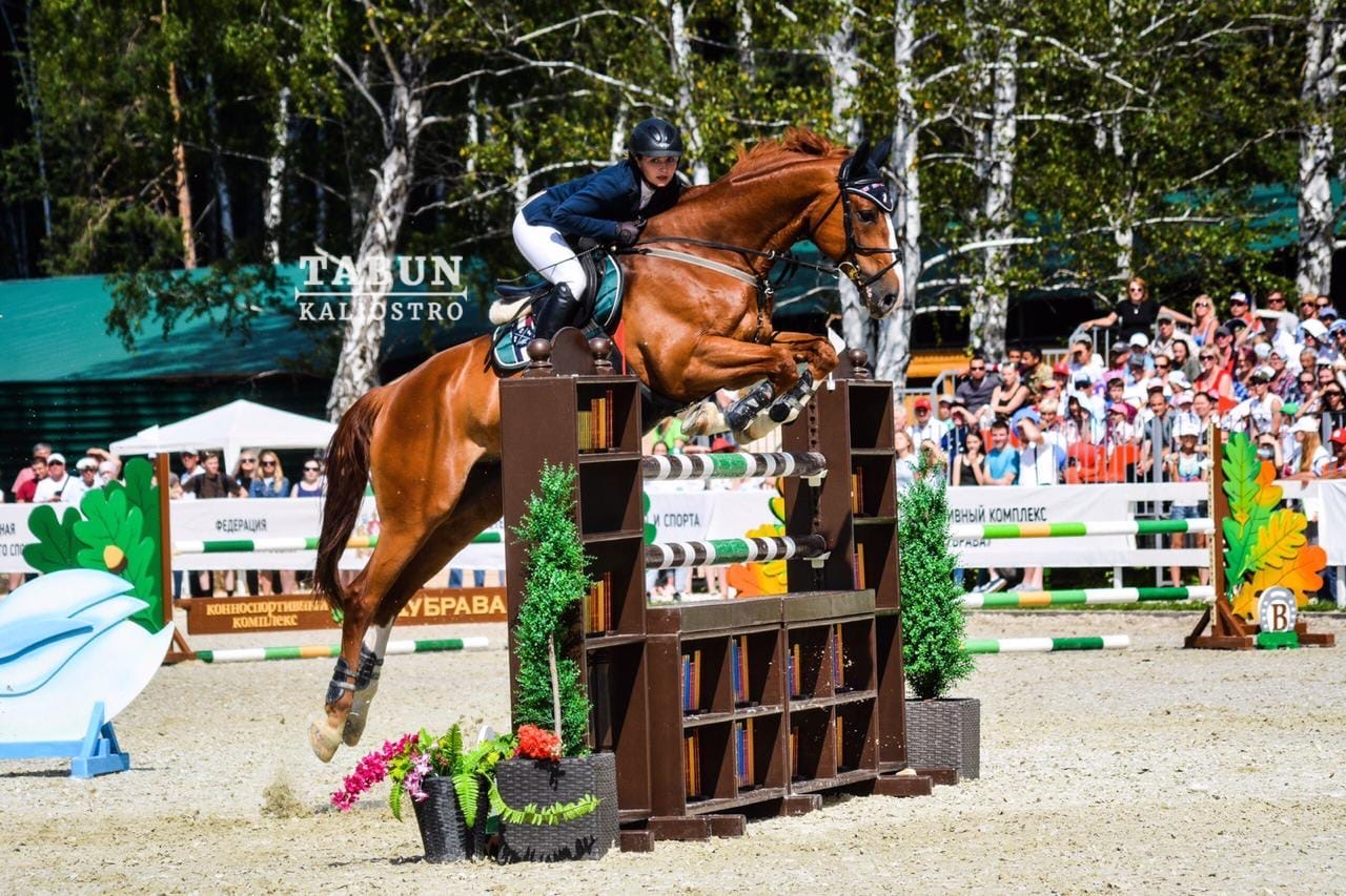 Продажа лошадей, Статный ганноверский мерин в конкур! Прыгает на ...