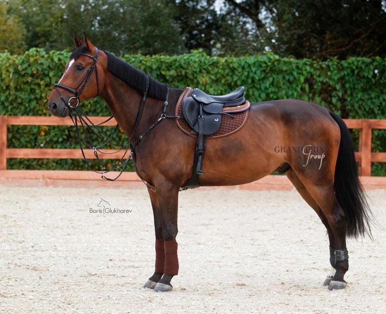 Продажа лошадей, Регулярно прыгает маршруты до 140 см! Под любителем ...