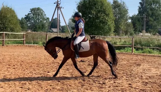 Тракененская лошадь. Старонижестеблиевская конный клуб. Красноармейский тракен. Подслушано трак ен чувашия тракен. Серая кобылка годовалая тракен.