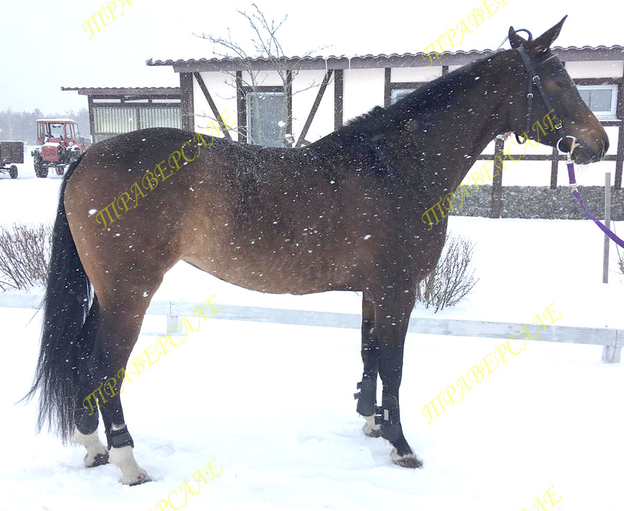 Лошадь 2017 году. Конь нарядный. Продается нарядный жеребец Новошахтинск 2017 год.