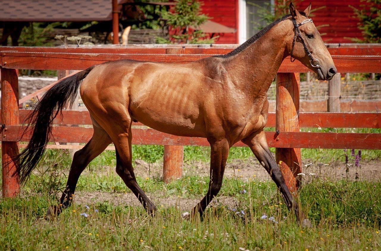 База вниик лошади. Аргамак ахалтекинский жеребец. Ахалтекинская лошадь. Ахалтекинская порода лошадей фото. Ахалтекинская лошадь рост в холке.