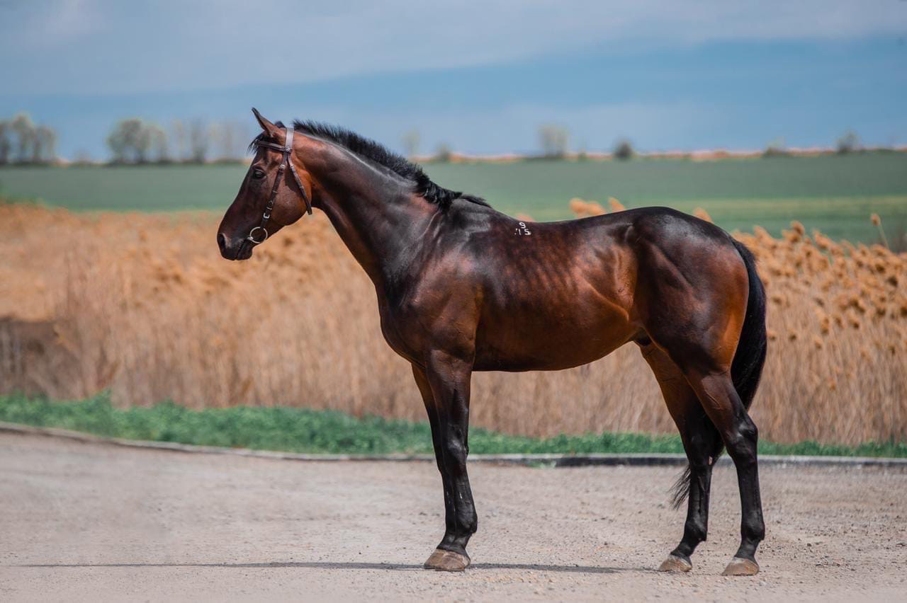 Продажа лошадей, Высокий и такой красивый, мерин