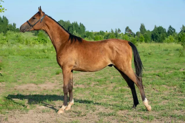Чистокровная арабская лошадь 5. Аполлон Терск лошадь. Псковский конь. Найди лошадь.