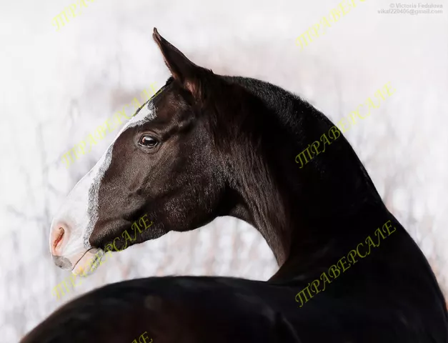 Продажа лошадей, Пепельно-вороной масти кобыла, кобыла, Ахалтекинская  порода | Prokoni.ru