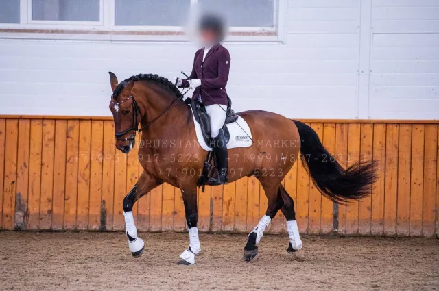 кобыла 6. вольные кони ярославская область. кобыла 6. мерин жеребец. кобыла 6.