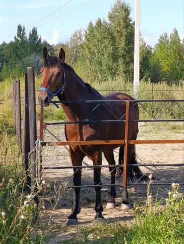 Универсальная детская лошадь , фото 1