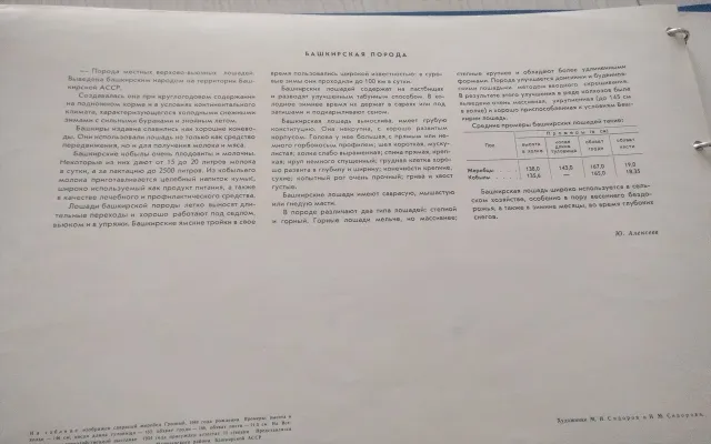  Кобыла молодая Булочка , фото 1