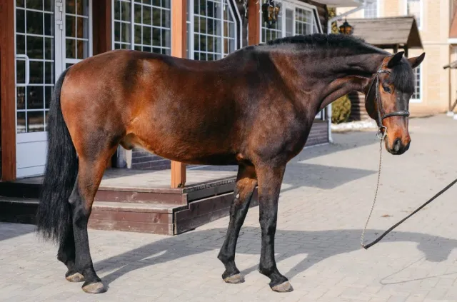 Мерин в конкур, фото 3