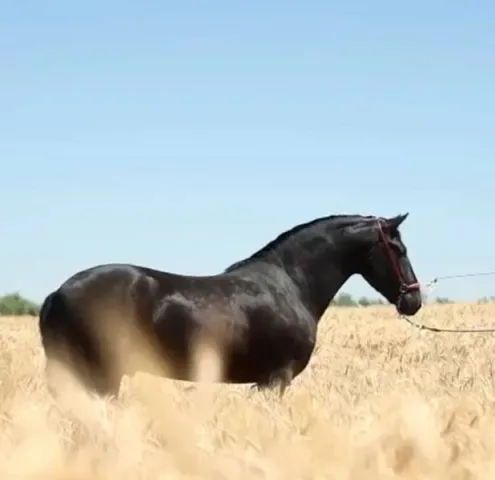Вороной жеребец андалуз без отметин Total Black! - PRE29, фото 1
